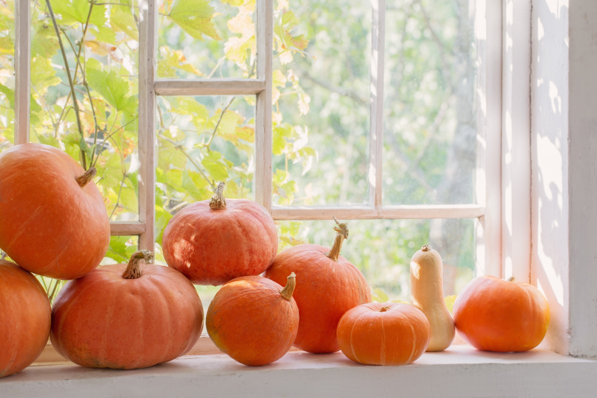 Herbstdeko basteln für Fenster immer im Trend mit 7ROOMZ