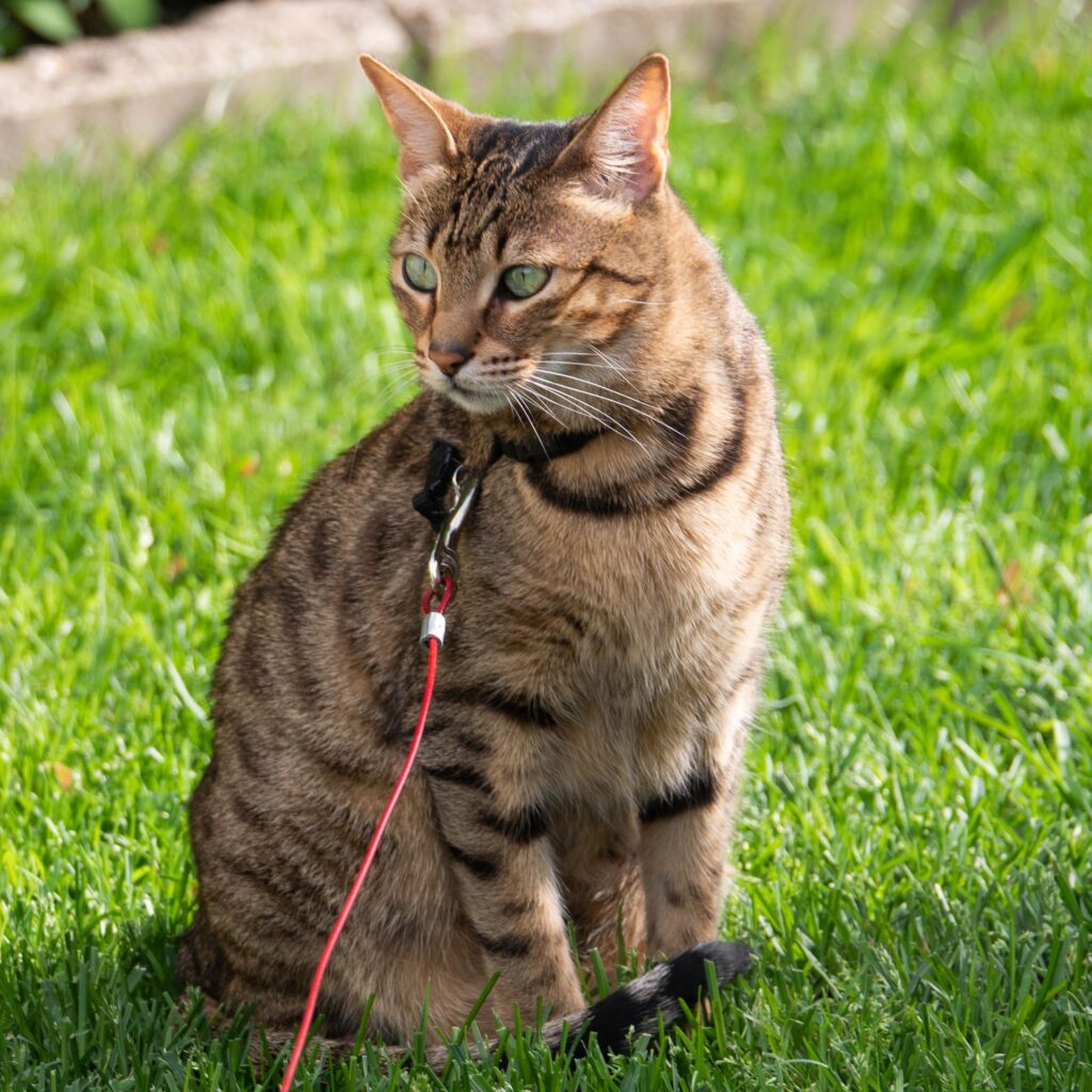 savannah cat