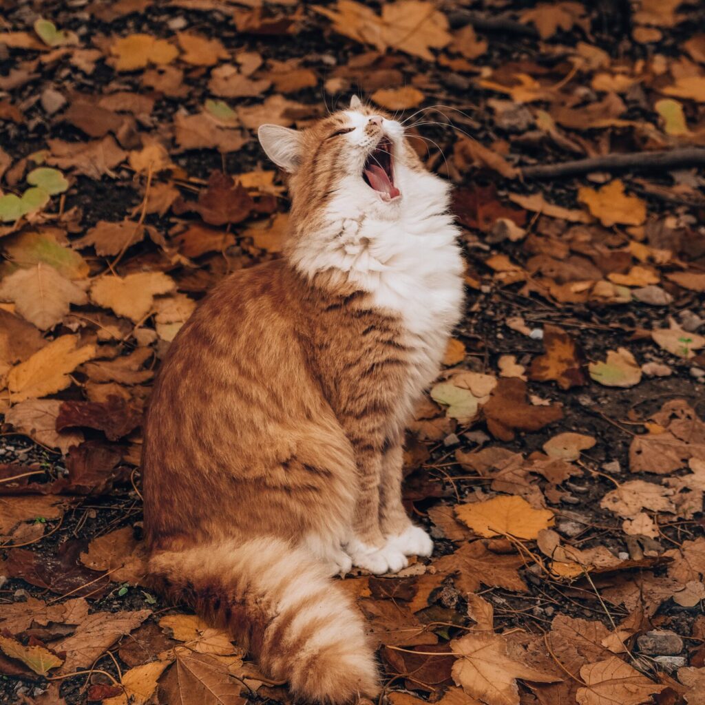 norwegian forest cat