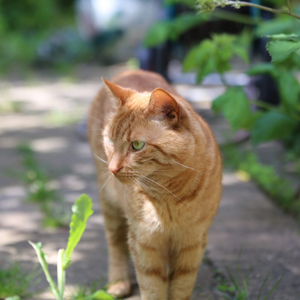 Das sind die 25 beliebtesten Katzenrassen!