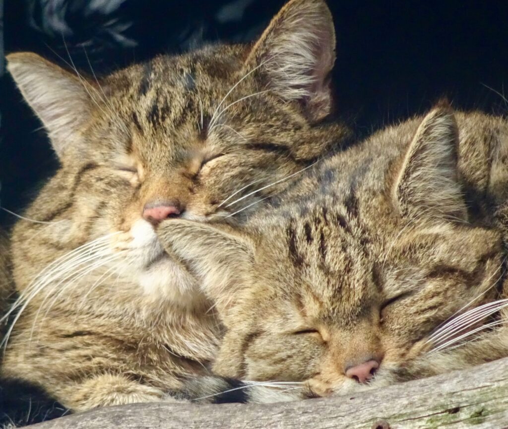 Das sind die 25 beliebtesten Katzenrassen!